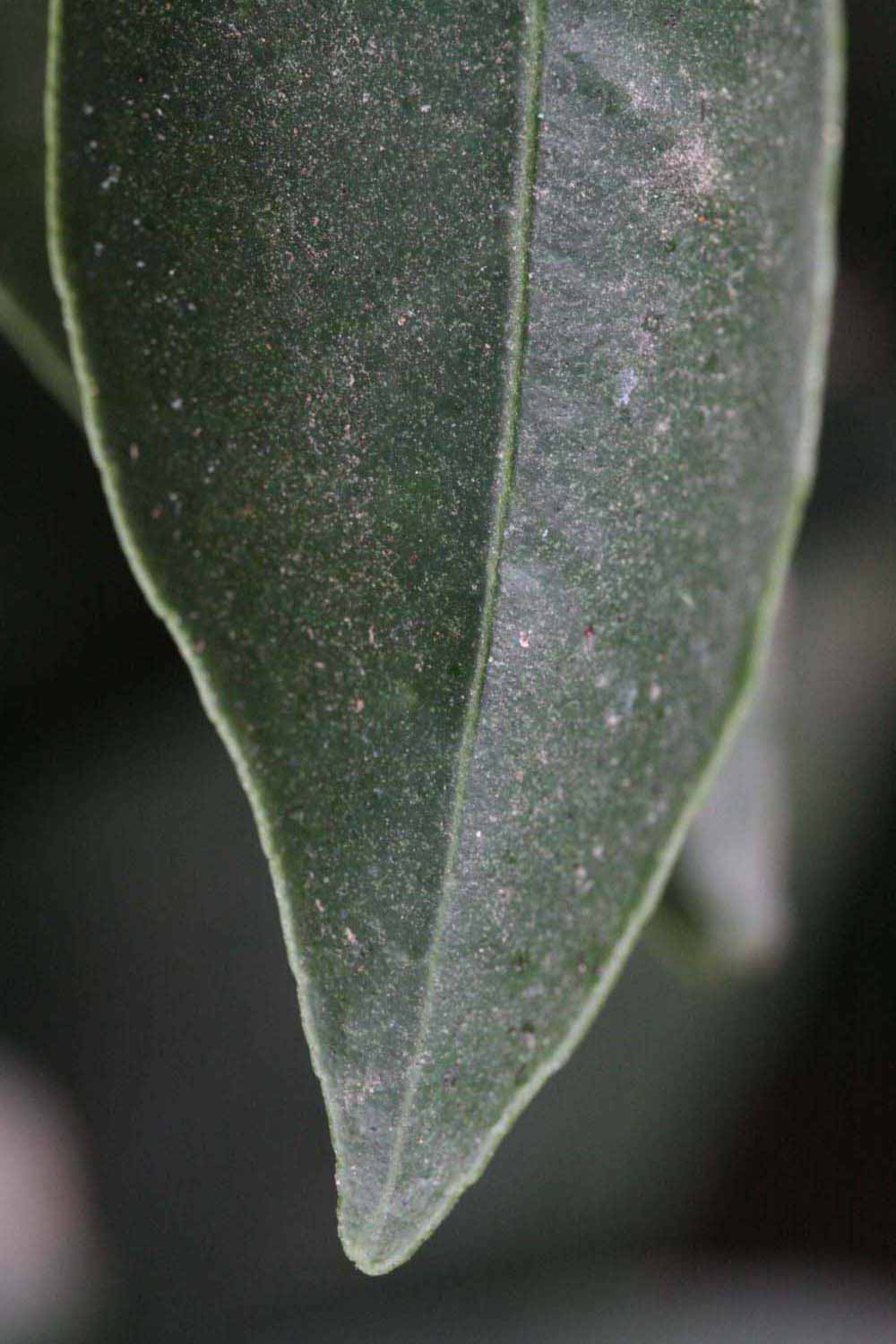              Margin (Riverside, CA)       